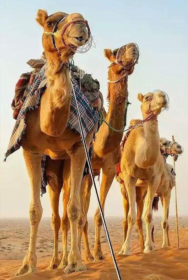 Fes to marrakech desert tours 4 days